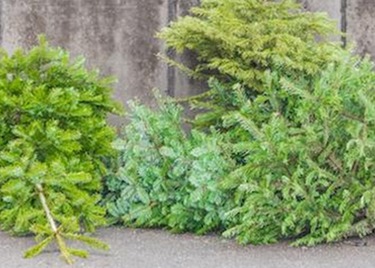 Kamo s božićnim drvcem nakon blagdana?